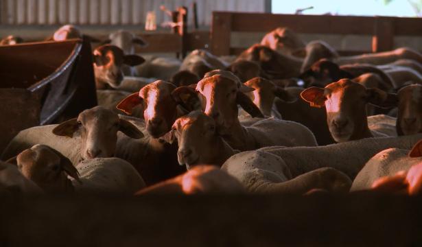 En Transhumance vers le bonheur – Le marquage des brebis